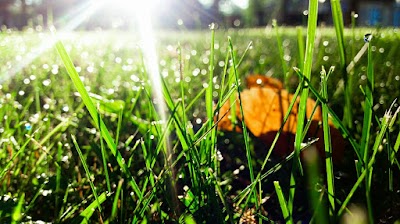 park