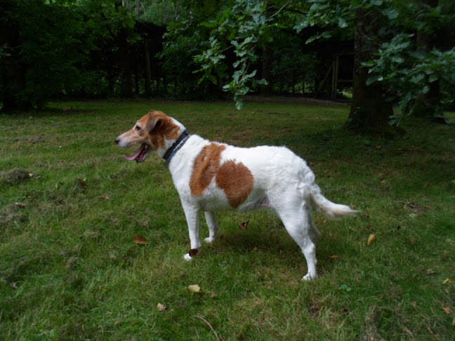 Itak Land - Dresseur pour chiens