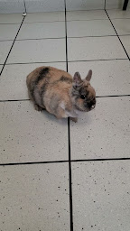 Photo n°2 de Clinique Vétérinaire SsmileVet Port Jérôme sur Seine à Haute (Clinique vétérinaire)