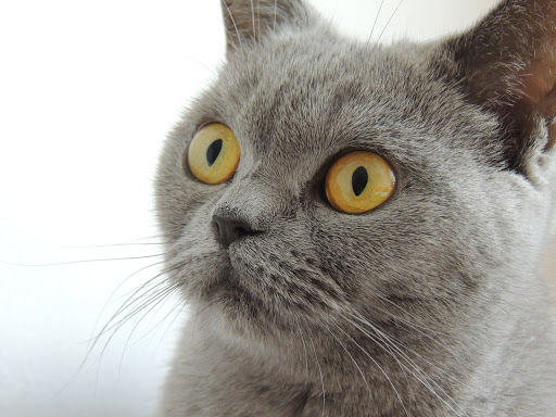 Greenhill Pet Cremation Services Gallery - United Kingdom