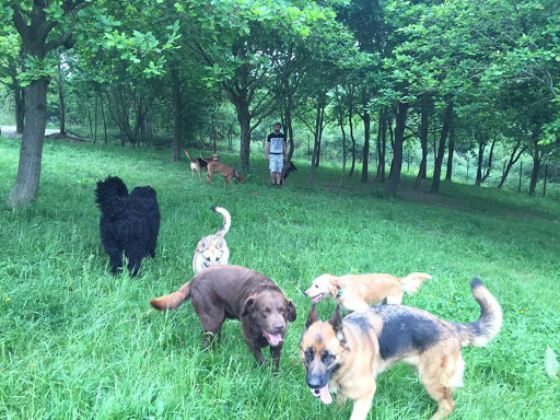 Hotel para perros Kanoteka, Adiestramiento Canino