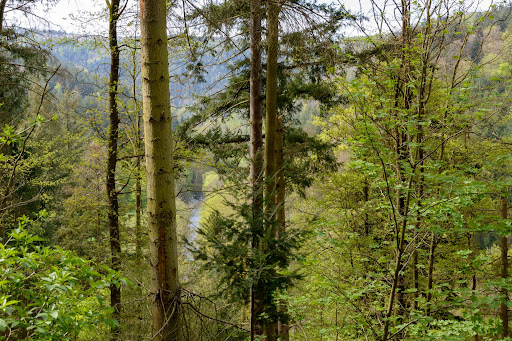 Wald zwischen Dillweißenstein und Huchenfeld - Thumbnail