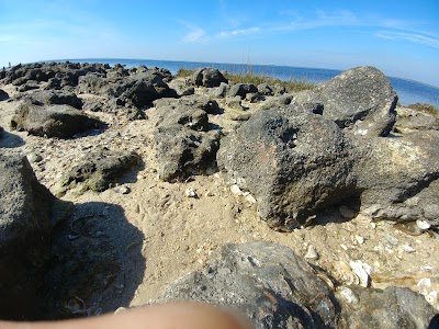 Photos of US St Marks Wildlife Refuge