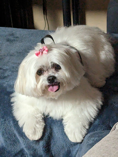 Panhandle Dog Grooming
