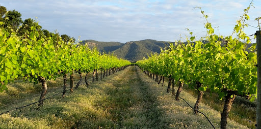 Mount Broke Wines & Restaurant - Thumbnail