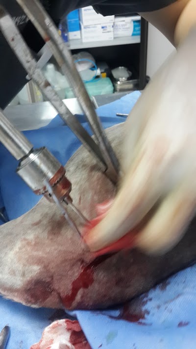 Photos of CIV Centro Integral Veterinario