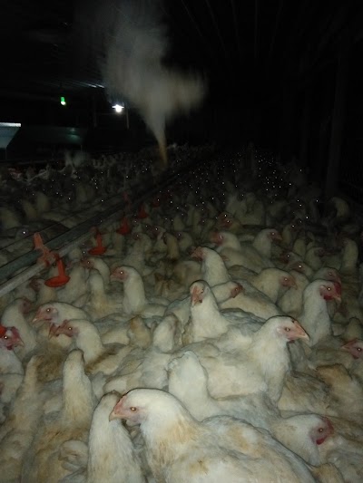 Photos of PT. Reza Perkasa Breeding Farm