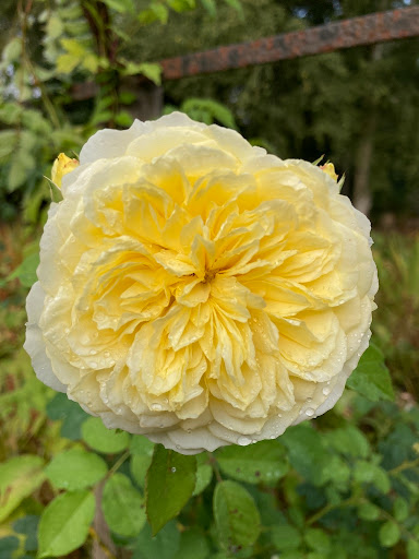 Strathpeffer Open Gardens - Thumbnail