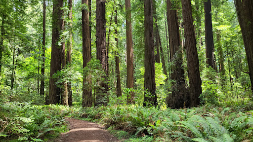 Grizzly Creek Redwoods State Park