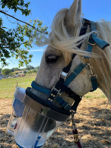 Opti'Mum Centre De Bien Etre Equin - Thumbnail