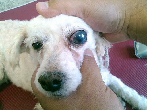 Clinica Veterinaria Doctores Ojeda Franco