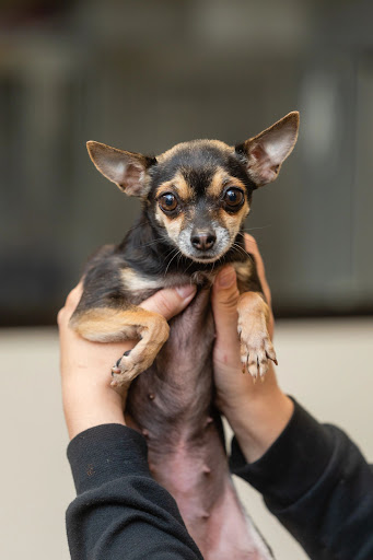 Sunnyside Pet Hospital - Thumbnail