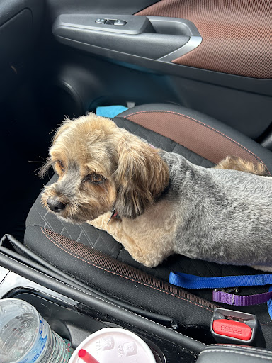 Cut Above Grooming Salon LLC - Thumbnail