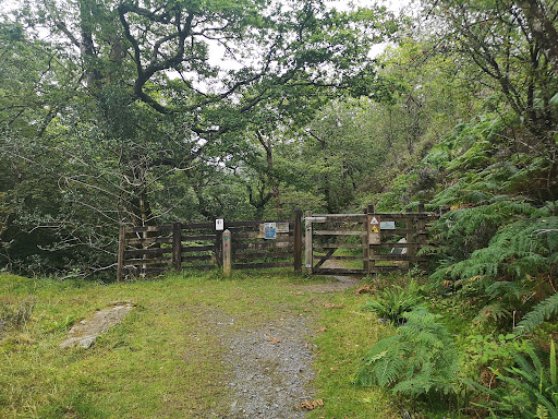 Ceunant Llennyrch National Nature Reserve - Thumbnail