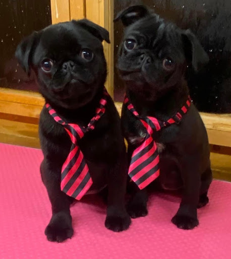 Barkingham Palace Dog grooming