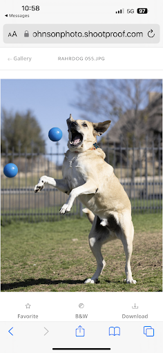 Rahr Dog - Thumbnail