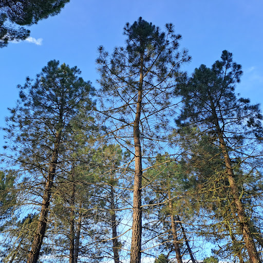 Recordarmiarbol - Visual