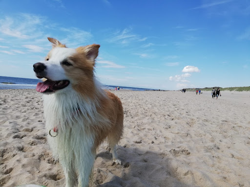 Dog beaches in Westerland - Thumbnail