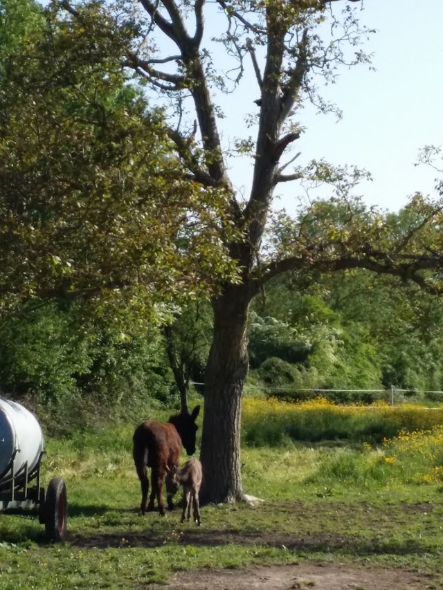 Charroux