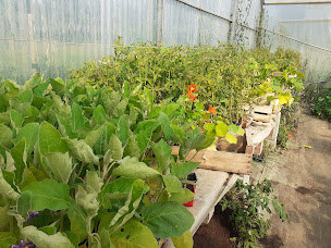 Photo n°5 de Le Poisson Maraîcher - Ferme BIO & Aquaponie à Pinsaguel (Ferme d'aquaculture)