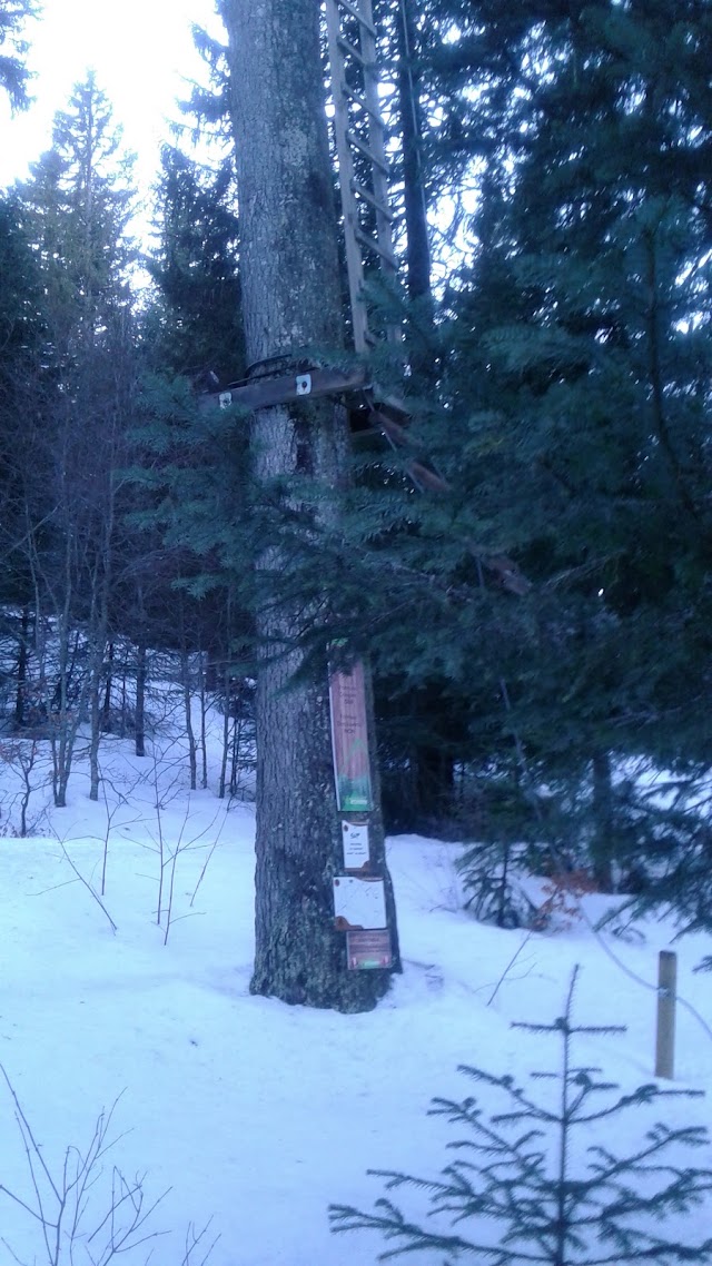 D'un Arbre à l'Autre - Parcours aventure