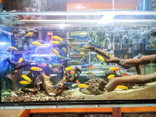 Barito Ornamental Fish Aquarium, Author: Jakaria Jaka