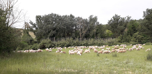 Azienda agricola Zerbino Francesco - Thumbnail