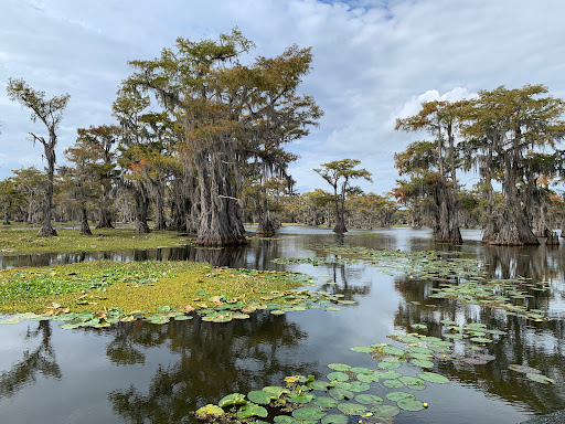 Caddo Lake Bayou Tours