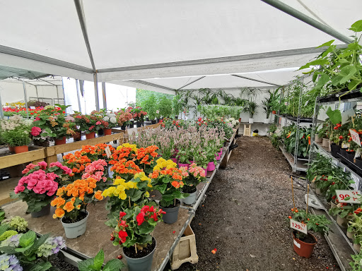 Malmby blommor - Thumbnail