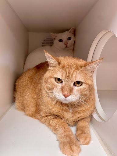Lapeer County Animal Control - Thumbnail