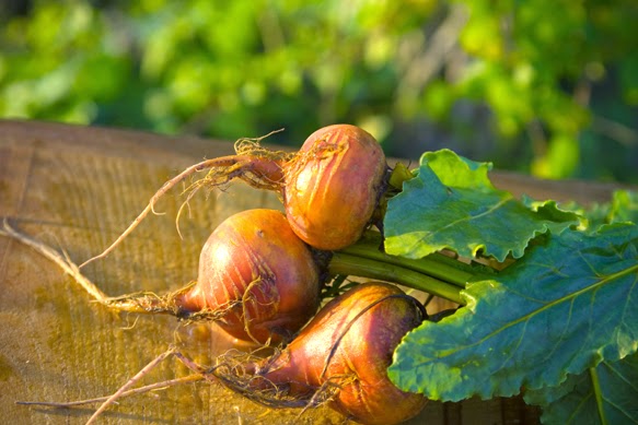 Pacific Coast Harvest by null