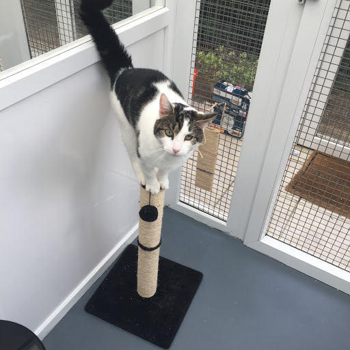 Browside Cattery - Thumbnail