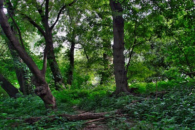 Loop Island Wetlands