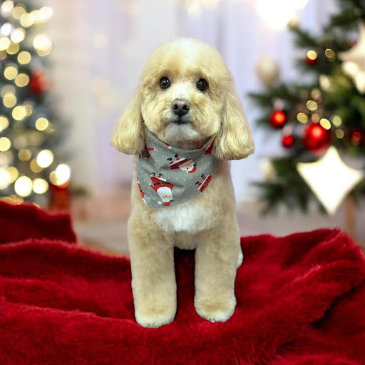 Pretty Pawz Dog Grooming