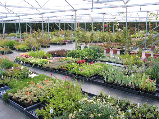 Parva Plants - Online Only