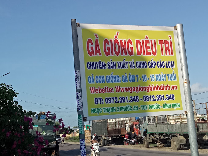 Gà Giống Diêu Trì Bình Định, Phước An, Tuy Phước, Bình Định