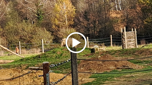 Photo de Elephant Haven European Elephant Sanctuary (EHEES) à Bussière-Galant (87230)