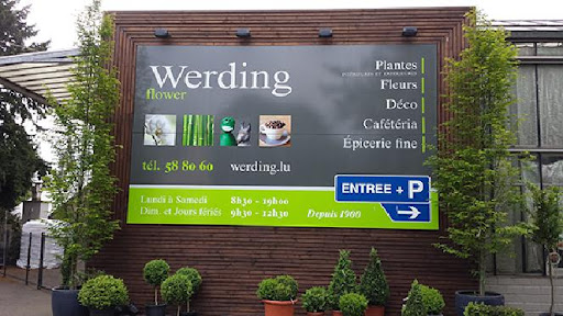 Werding (Flower) - Visual
