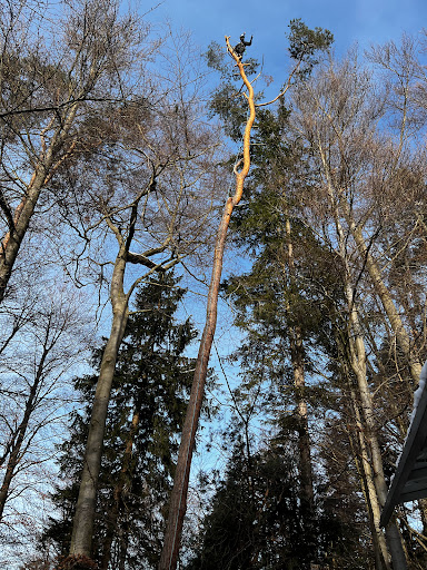 Mensch und Baum Baumpflege - Thumbnail