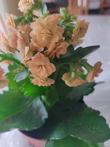 Flores May - Visual