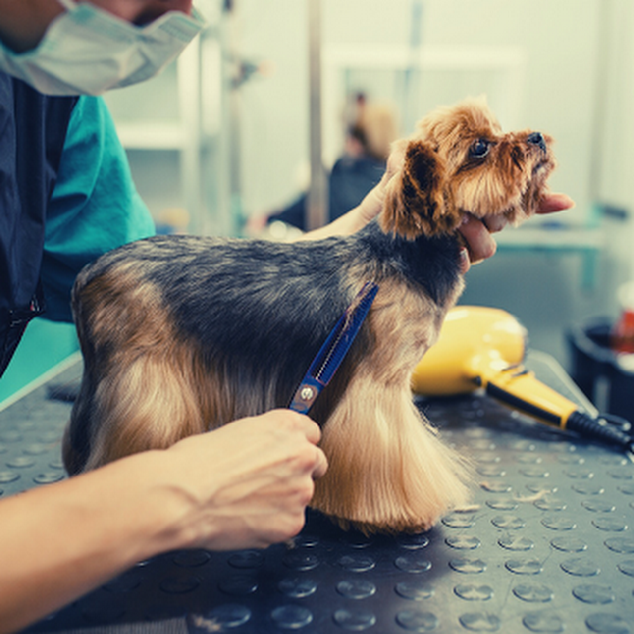 Groomer Lapy4 Psi Fryzjer Warszawa Trymowanie I Strzyzenie Psow Bemowo Fryzjer Dla Zwierzat W Warszawa