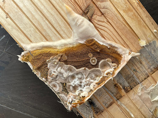SAPA à Fouras- Traitement Termites, charpente, bois, capricorne, asséchement des murs humides, mérule, démoussage - Thumbnail
