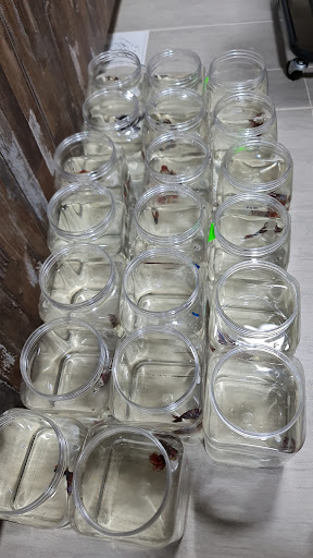 The Betta Collaboration Pte Ltd