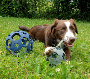 Photo n°8 de HoLiDoGs à Saint-Jorioz (Pension pour chiens)