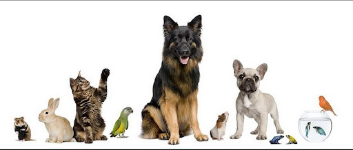 L'Arca - Tutto per gli Animali - Thumbnail