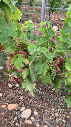 Photo n°2 de Molina Luis à Ghisonaccia (Consultant)