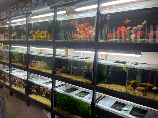 Brisbane Goldfish Specialists