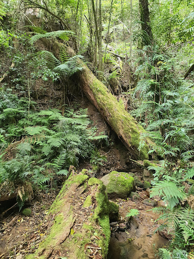 Goodenia Rainforest walking track - Thumbnail