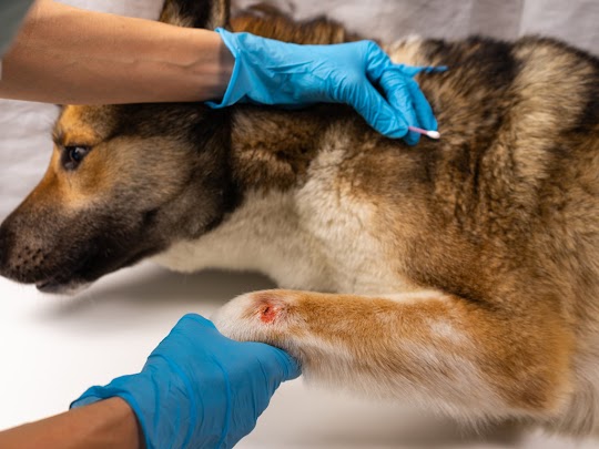 dog wound treatment at home