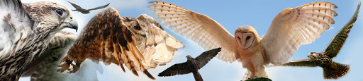 Wild Wings Birds of Prey